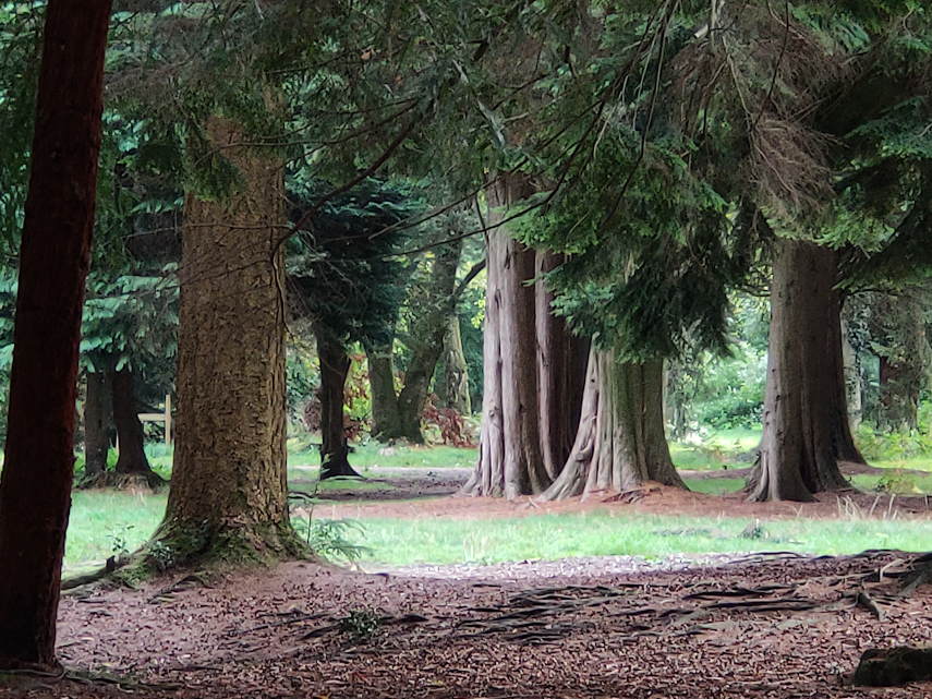 View of the Cyril Hart Arboretum, Forest of Dean, Gloucestershire, England