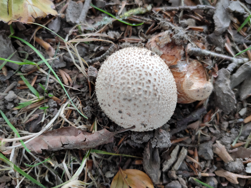 Fungi, Forest of Dean