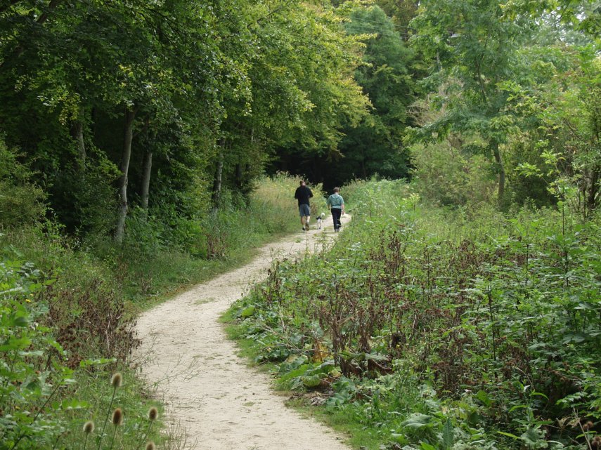 A Path in Friston Forest, Sussex, England, Great Britain