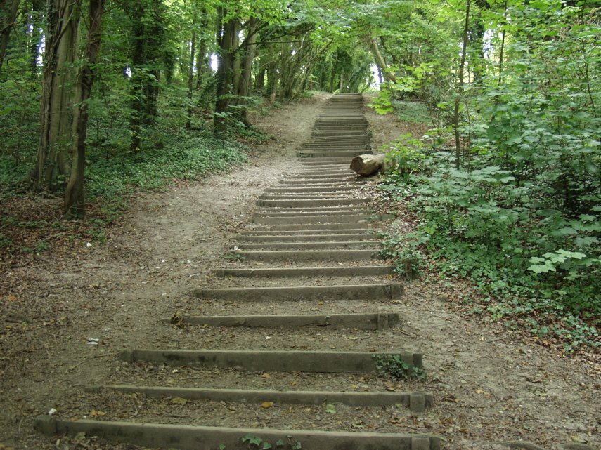 A stepped path, Friston Forest, Sussex, England, Great Britain