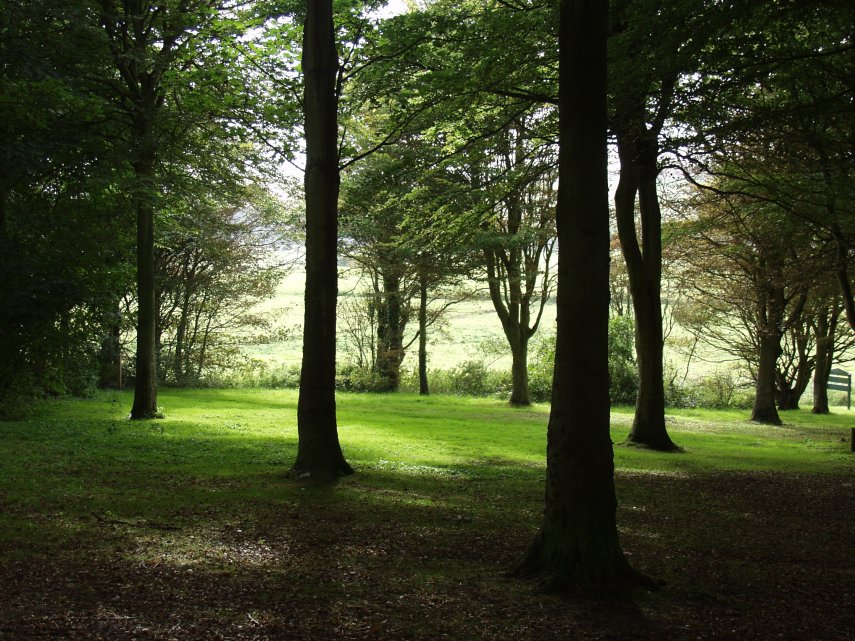 On the edge of the forest, Friston Forest, Sussex, England, Great Britain