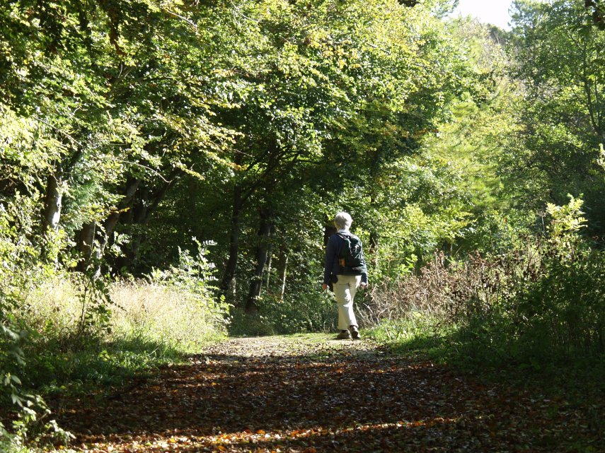 Walking in Friston Forest, Sussex, England, Great Britain