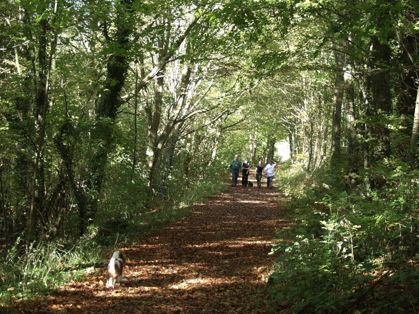 A path in Friston Forest, Sussex, England, Great Britain