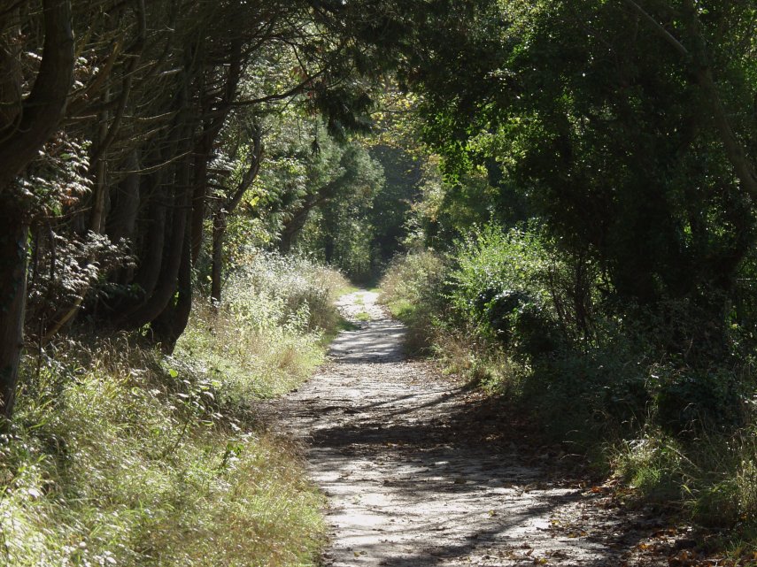 A path in Friston Forest, Sussex, England, Great Britain
