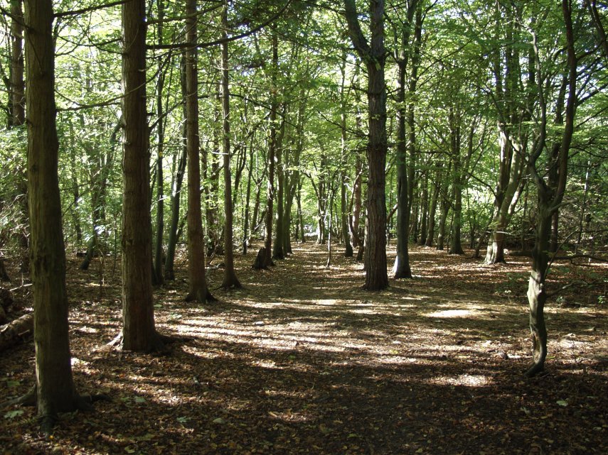 Friston Forest, Sussex, England, Great Britain