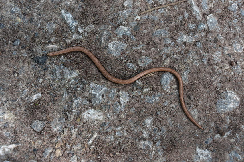 A Slow Worm, Hay-on-Wye, Brecknockshire, Wales, Great Britain