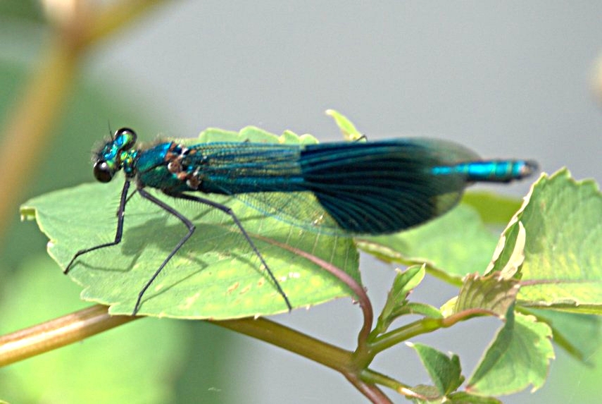 A Banded Demoiselle (Calopteryx splendens), Houghton, Huntingdonshire, England, Great Britain