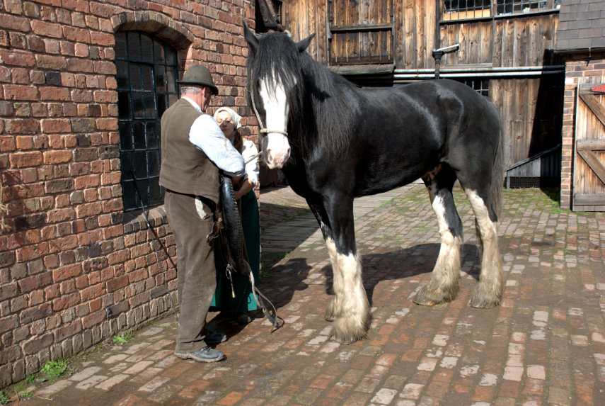 A Shire Horse, Blists Hill, Ironbridge, Shropshire, England, Great Britain