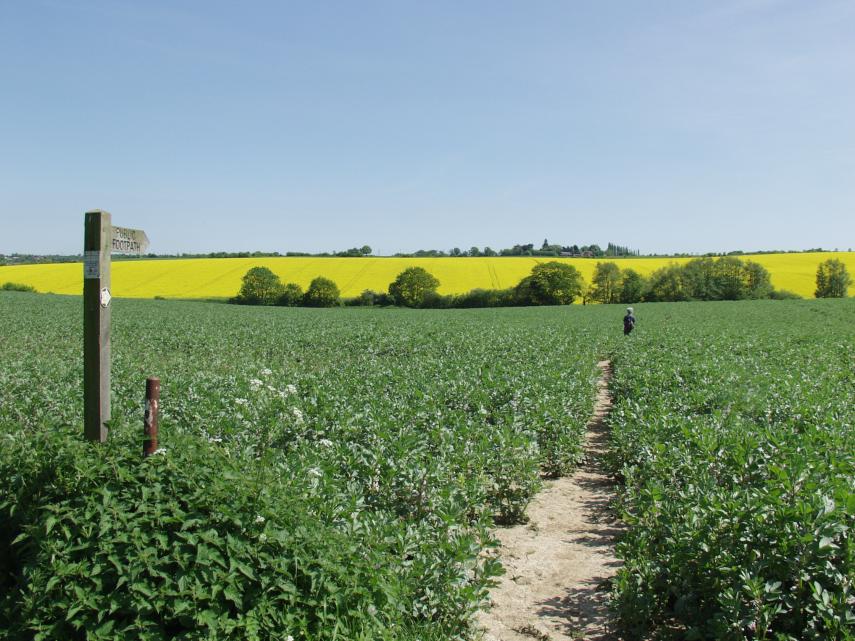 View of a footpath through a field near Kersey, Suffolk, England