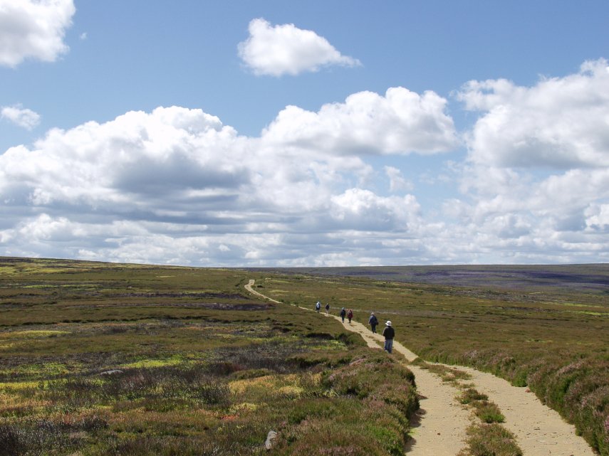 Baysdale Moor, Yorkshire, England, Great Britain