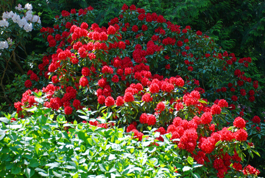 A bright red Rhododendron, Hergest Croft, Kington, Herefordshire, England, Great Britain