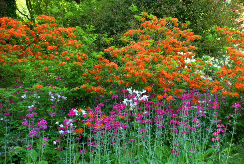An interesting colour combination, Hergest Croft, Kington, Herefordshire, England, Great Britain