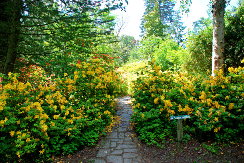 The Azalea Garden, Hergest Croft, Kington, Herefordshire, England, Great Britain