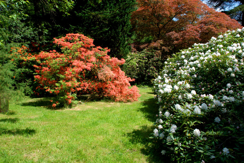 Three different colours, Hergest Croft, Kington, Herefordshire, England, Great Britain