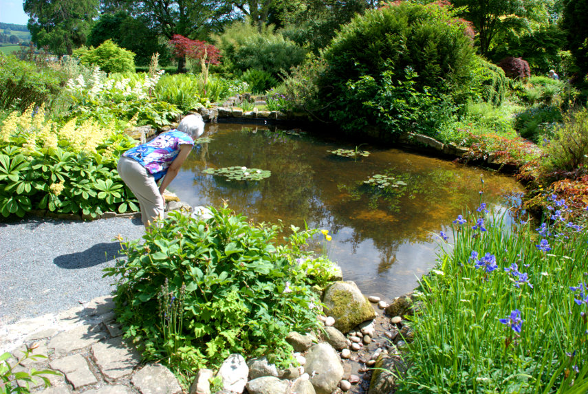 A Little Pool, Hergest Croft, Kington, Herefordshire, England, Great Britain