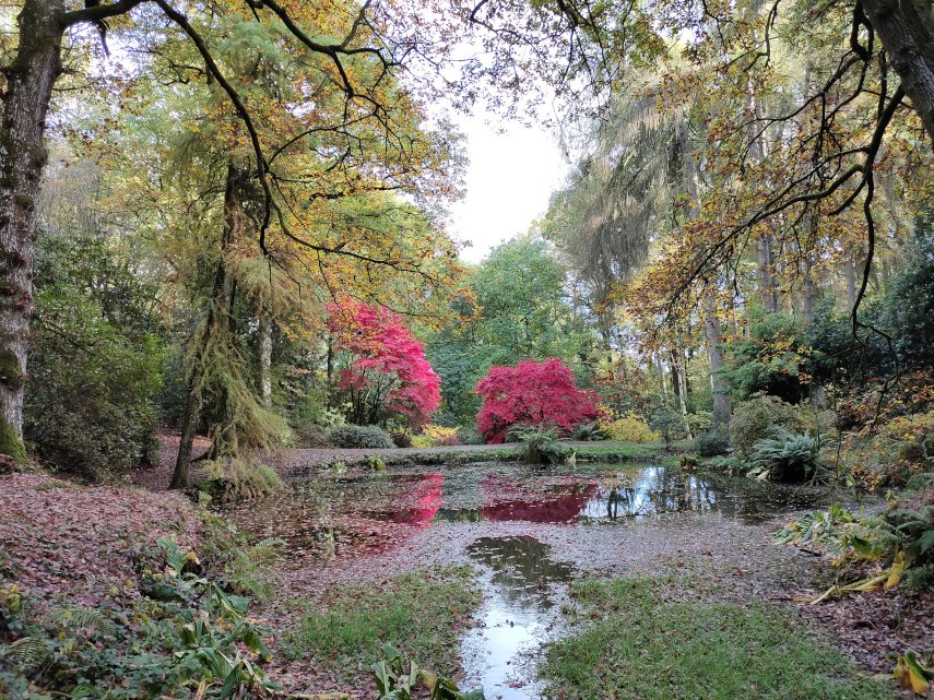 Park Wood Pond, Hergest Croft, Kington, Herefordshire, England, Great Britain