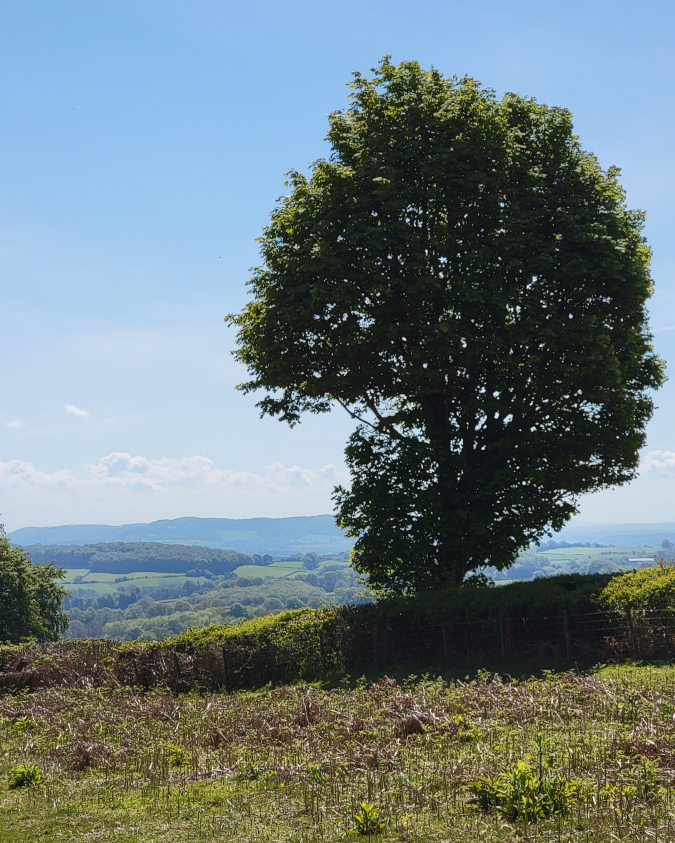 Starting up Hergest Ridge, Kington, Herefordshire, England, Great Britain
