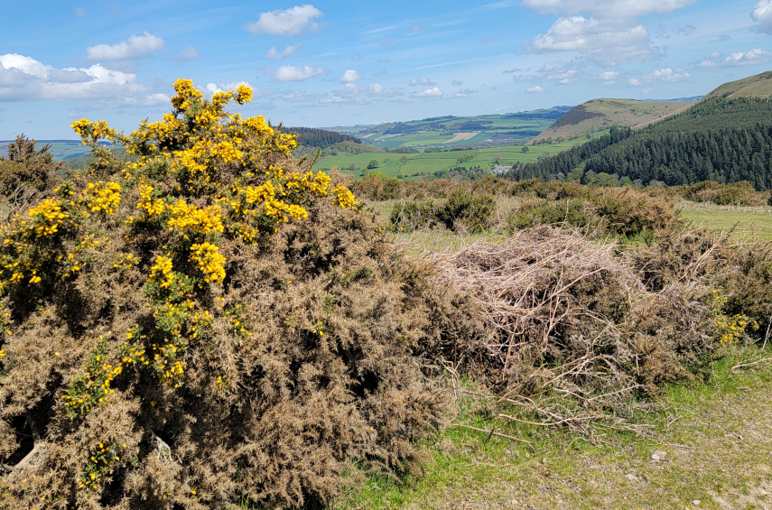 Some Gorse Bushes in flower, Hergest Ridge, Kington, Herefordshire, England, Great Britain