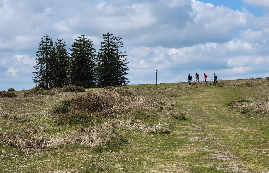 The Monkey Puzzle Trees, Hergest Ridge, Kington, Herefordshire, England, Great Britain
