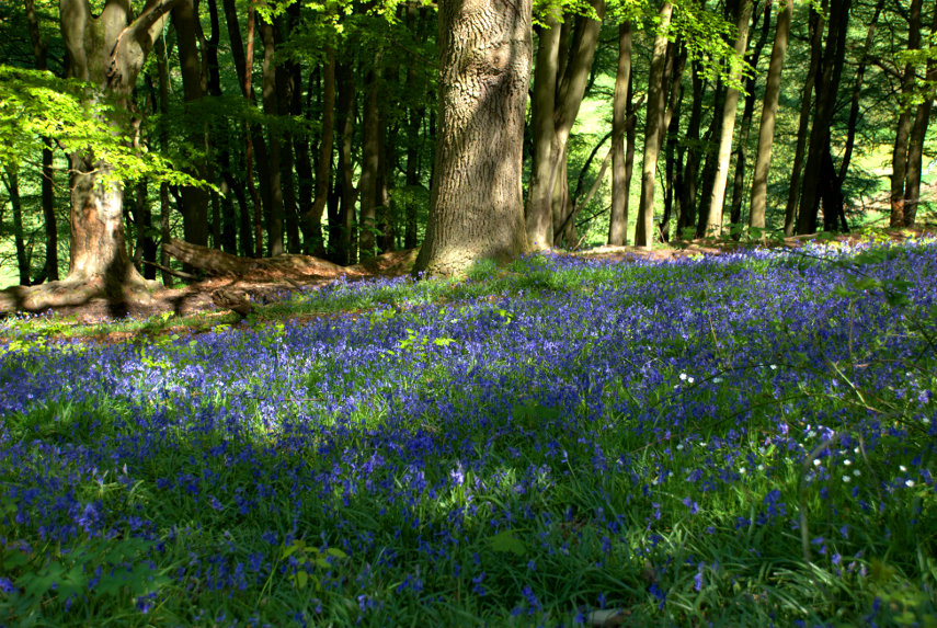 Bluebells on Garth Hill, Knighton, Radnorshire, Wales