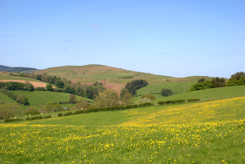 Buttercups on Hawthorn Hill, Dolley Green, Knighton, Radnorshire, Wales