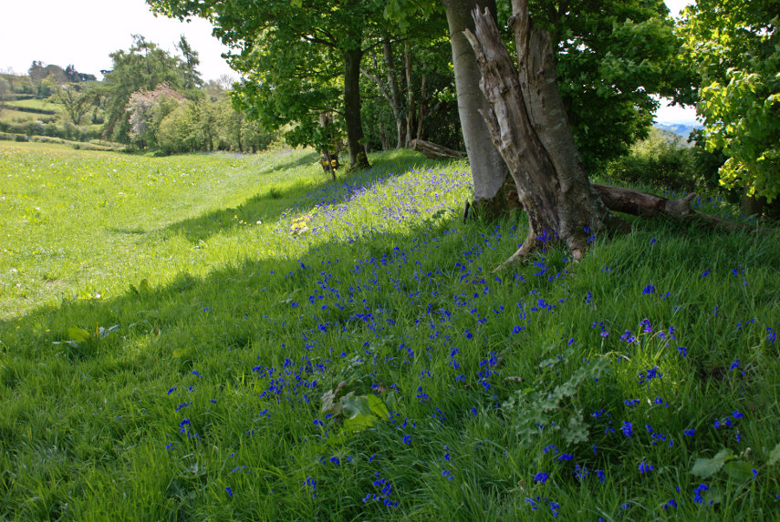 Bluebells on Offa's Dyke, Knighton, Radnorshire, Wales