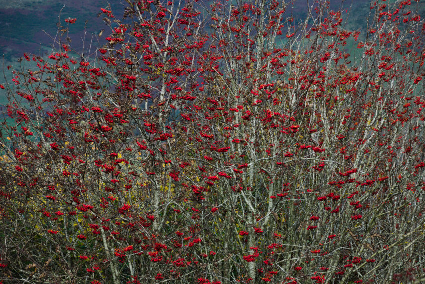 Berries on a Rowan, or Mountain Ash, Tree, Knighton, Radnorshire, Wales