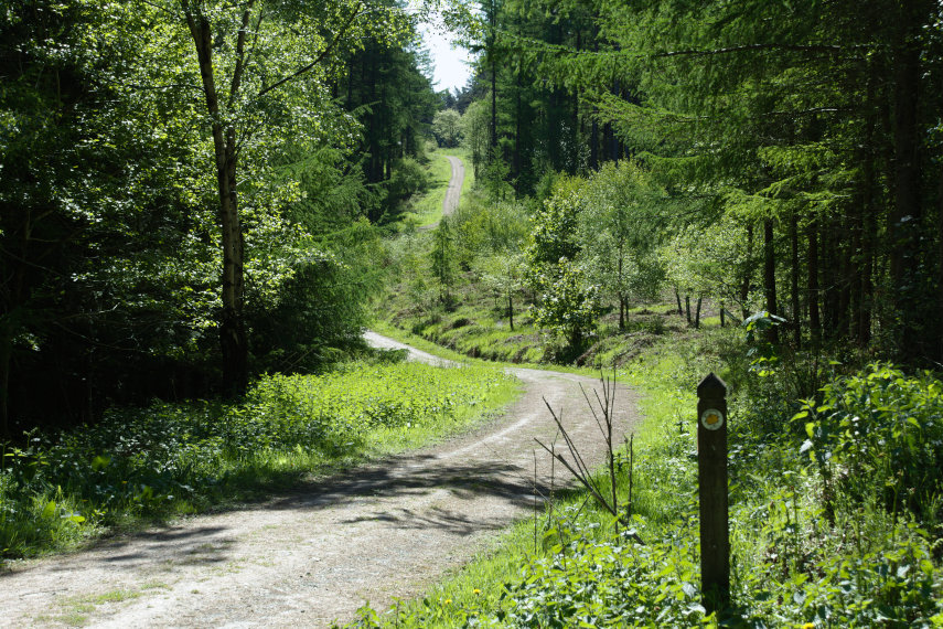 A path in Kinsley Wood, Knighton, Radnorshire, Wales