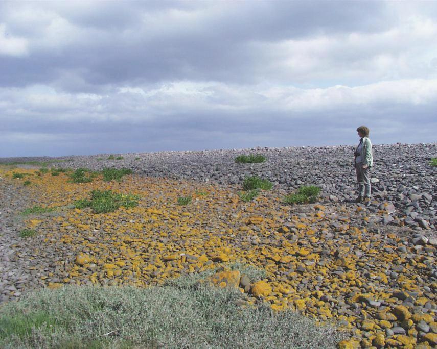 Photograph of Lichen