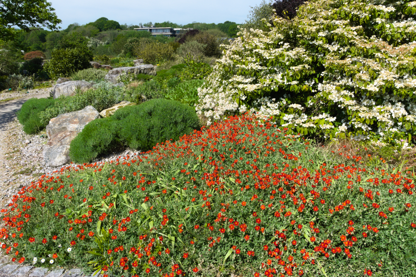 Plant display, National Botanic Gardens of Wales, llanarthne, Carmarthenshire