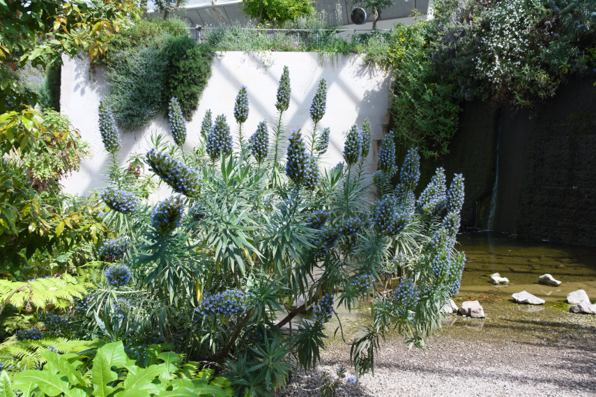 An Echium near the Pool in the Greenhouse, National Botanic Gardens of Wales, Llanarthne, Carmarthenshire