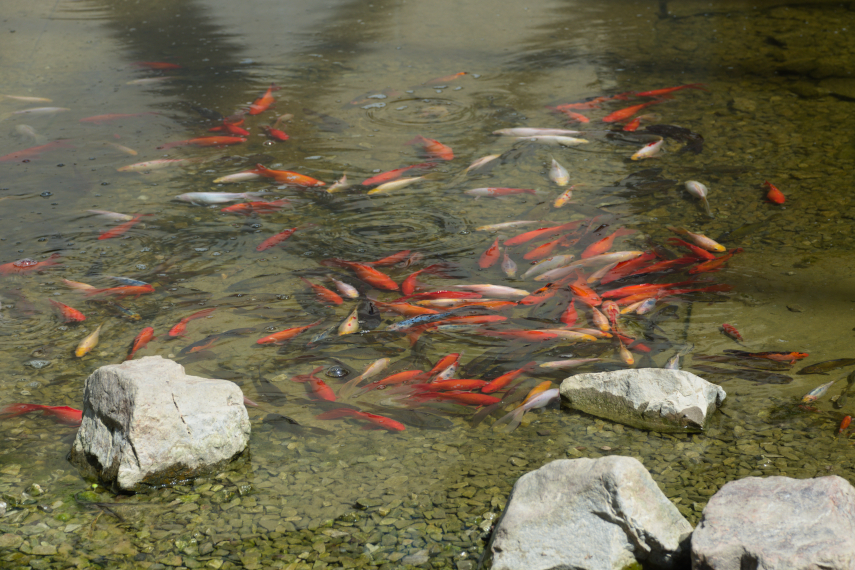 Fish in the pond, Glasshouse, National Botanic Gardens of Wales, Llanarthne, Carmarthenshire