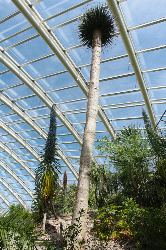 A very tall Dragon Tree, National Botanic Gardens of Wales, Llanarthne, Carmarthenshire