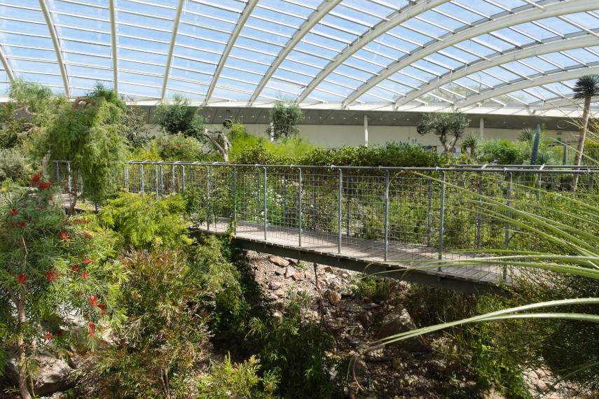 A Bridge in the Glasshouse, National Botanic Gardens of Wales, Llanarthne, Carmarthenshire