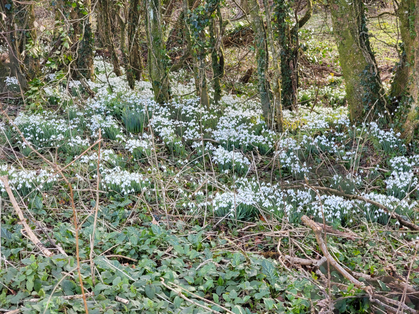 Snowdrops, National Botanic Gardens of Wales, Llanarthne, Carmarthenshire