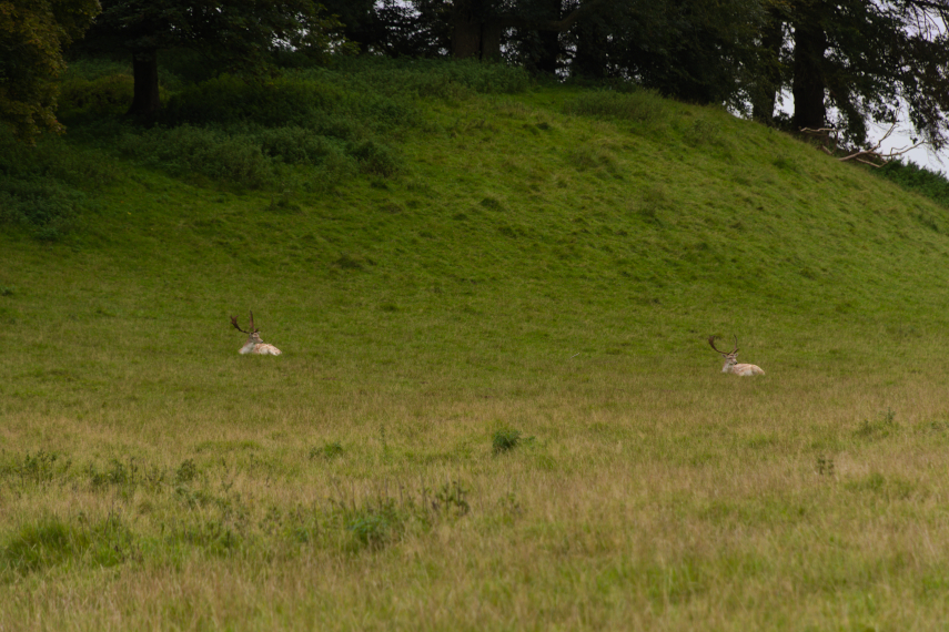 Two deer, Dinefwr, Llandeilo, Carmarthenshire