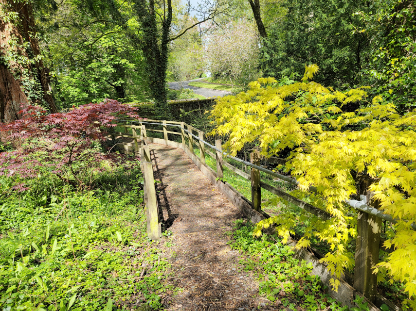 Acers in the Rock Park, Llandrindod Wells, Radnorshire