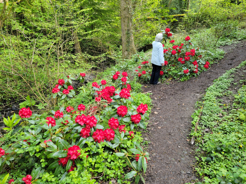 Rhododendrons, Rock Park, Llandrindod Wells, Radnorshire