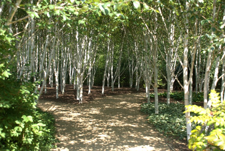 The Himalayan Birch Grove, Anglesey Abbey, Lode, Cambridgeshire, England, Great Britain