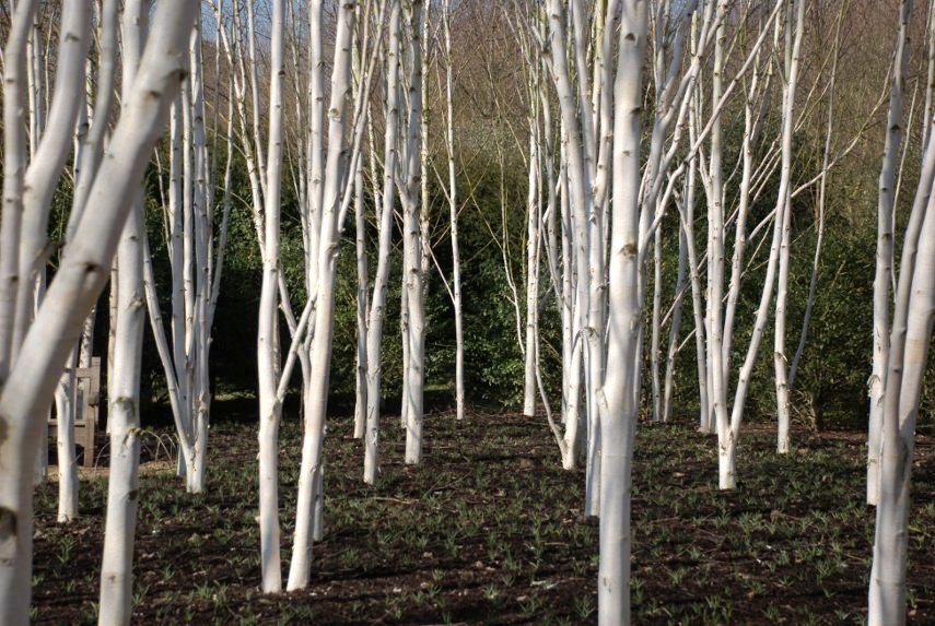 The Winter Garden, Anglesey Abbey, Cambridgeshire, England