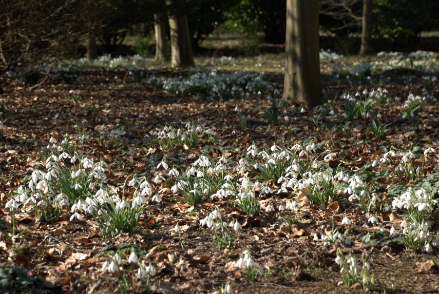 The Winter garden, Anglesey Abbey, Cambridgeshire, England