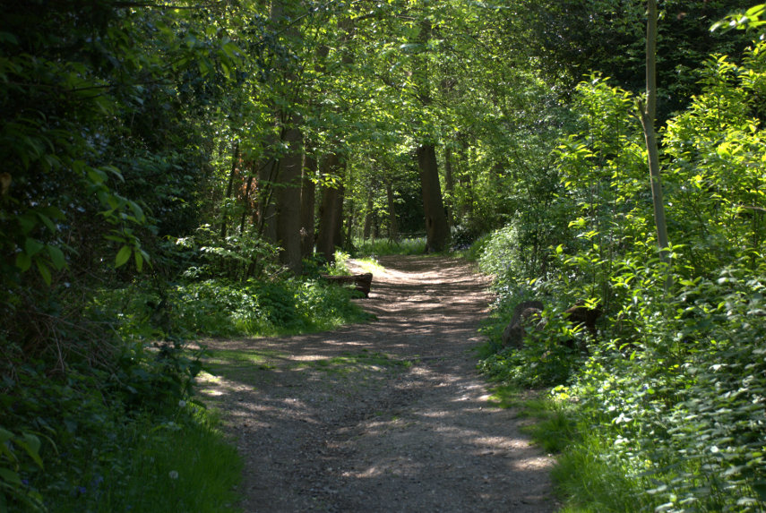 A Woodland Path, Abbey Wood, London