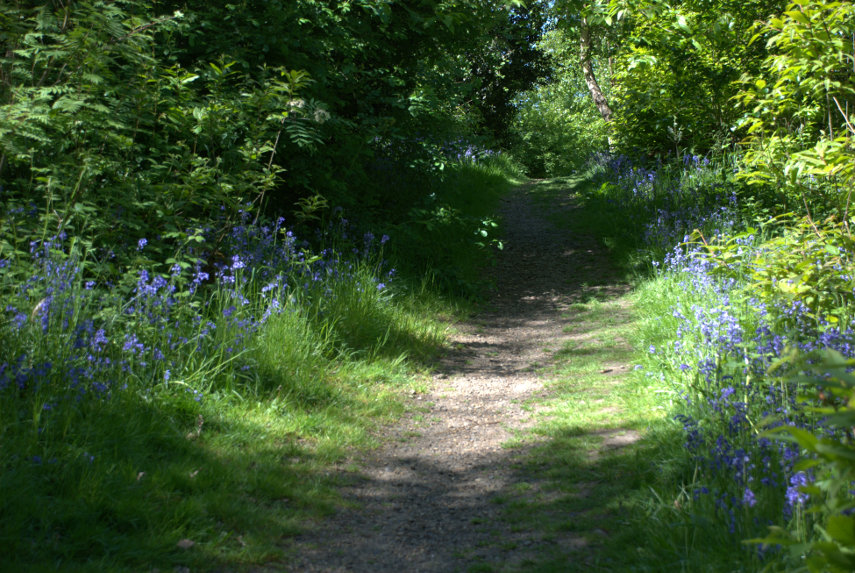 Bluebells, Abbey Wood, London