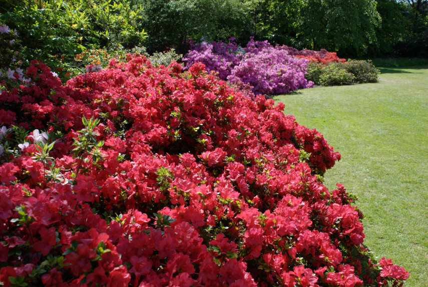 Red Azaleas, Hall Place, Bexley, London