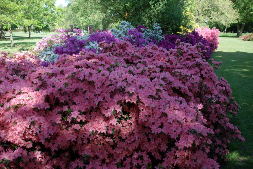 Pink Azaleas, Hall Place, Bexley, London