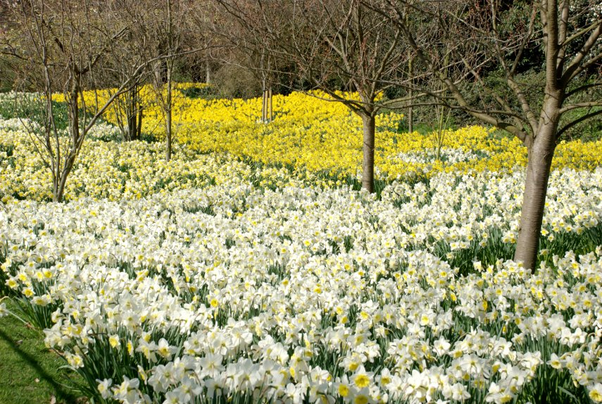 Daffodils in April, Greenwich, London, England, Great Britain