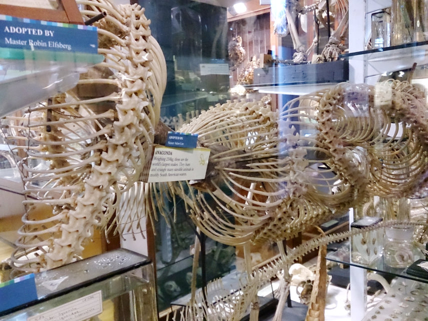 An Anaconda Skeleton, Grant Museum of Zoology, St. Pancras, London, England, Great Britain