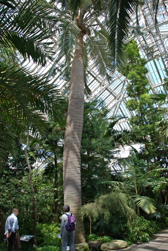 A Chilean Palm, Temperate House, Kew Gardens, London, England, Great Britain