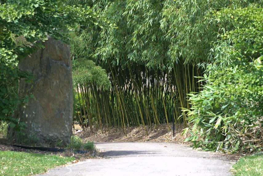The Bamboo Garden, Kew Gardens, London, England, Great Britain