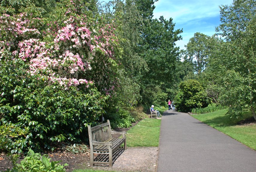 Dogwood, Rhododendron Dell, Kew Gardens, London, England, Great Britain